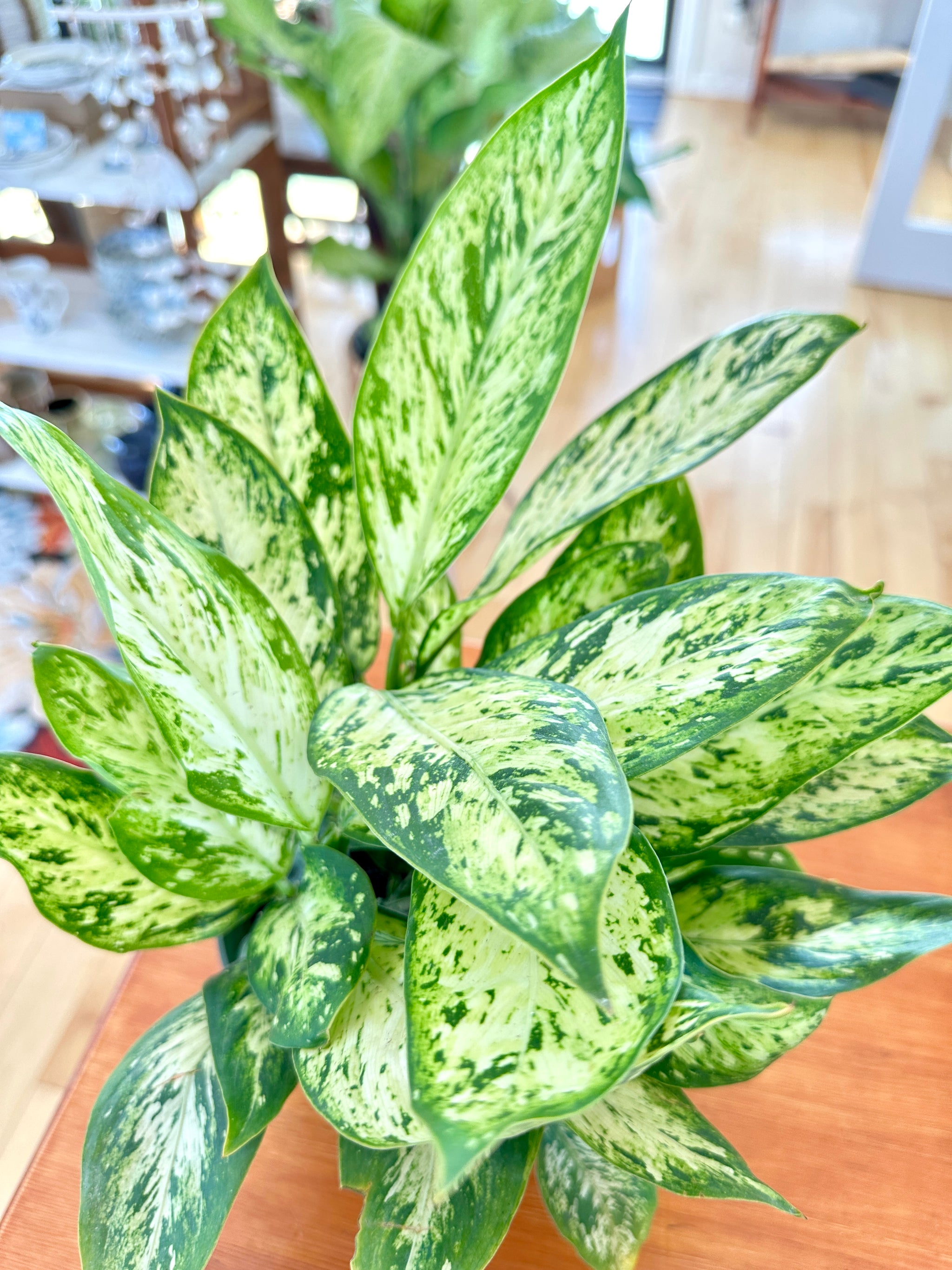 Dieffenbachia Vesuvius