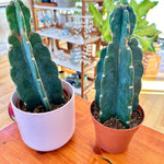 Cereus jamacaru Cactus