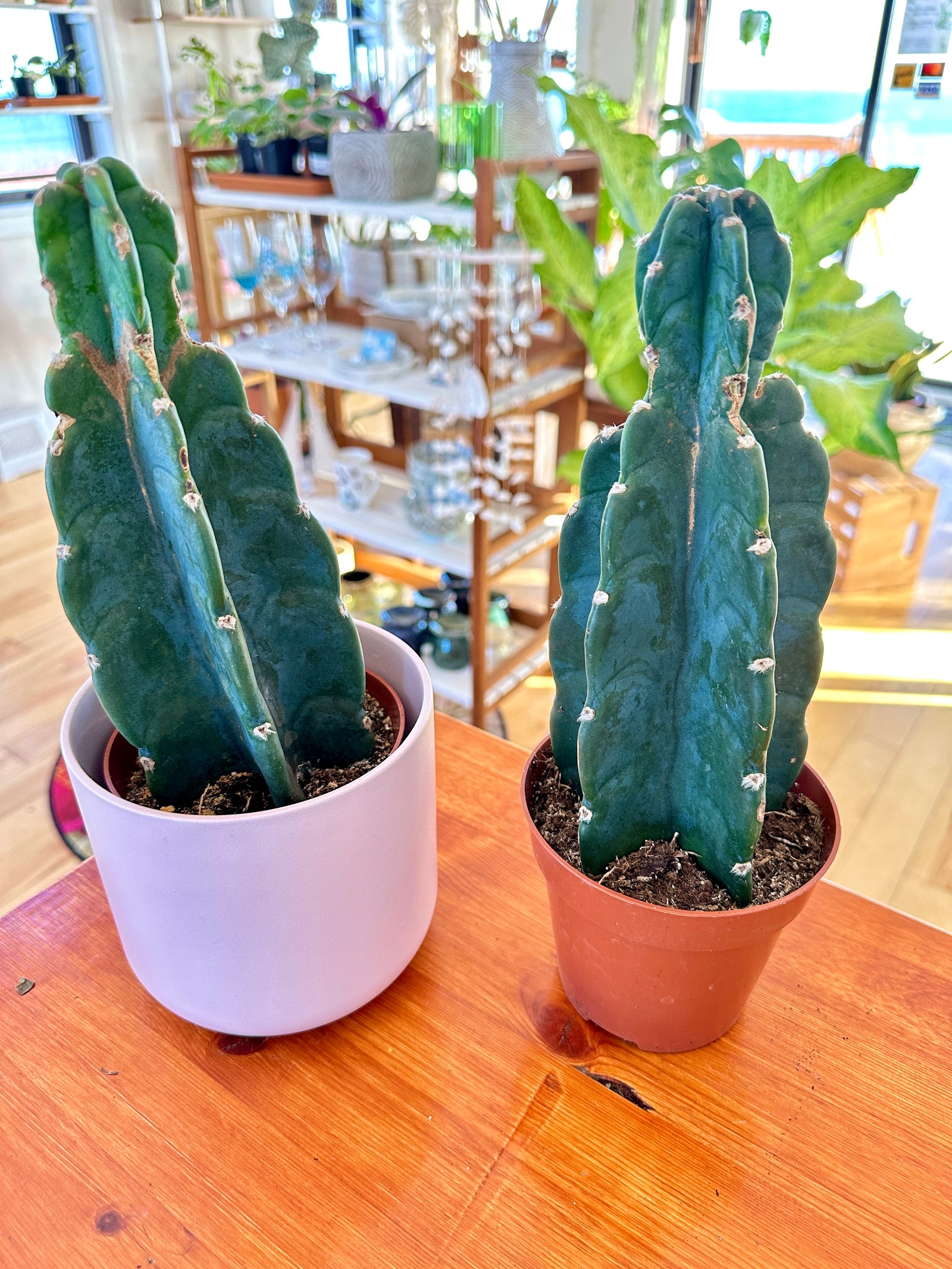 Cereus jamacaru Cactus