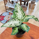 Dieffenbachia 'Compacta'