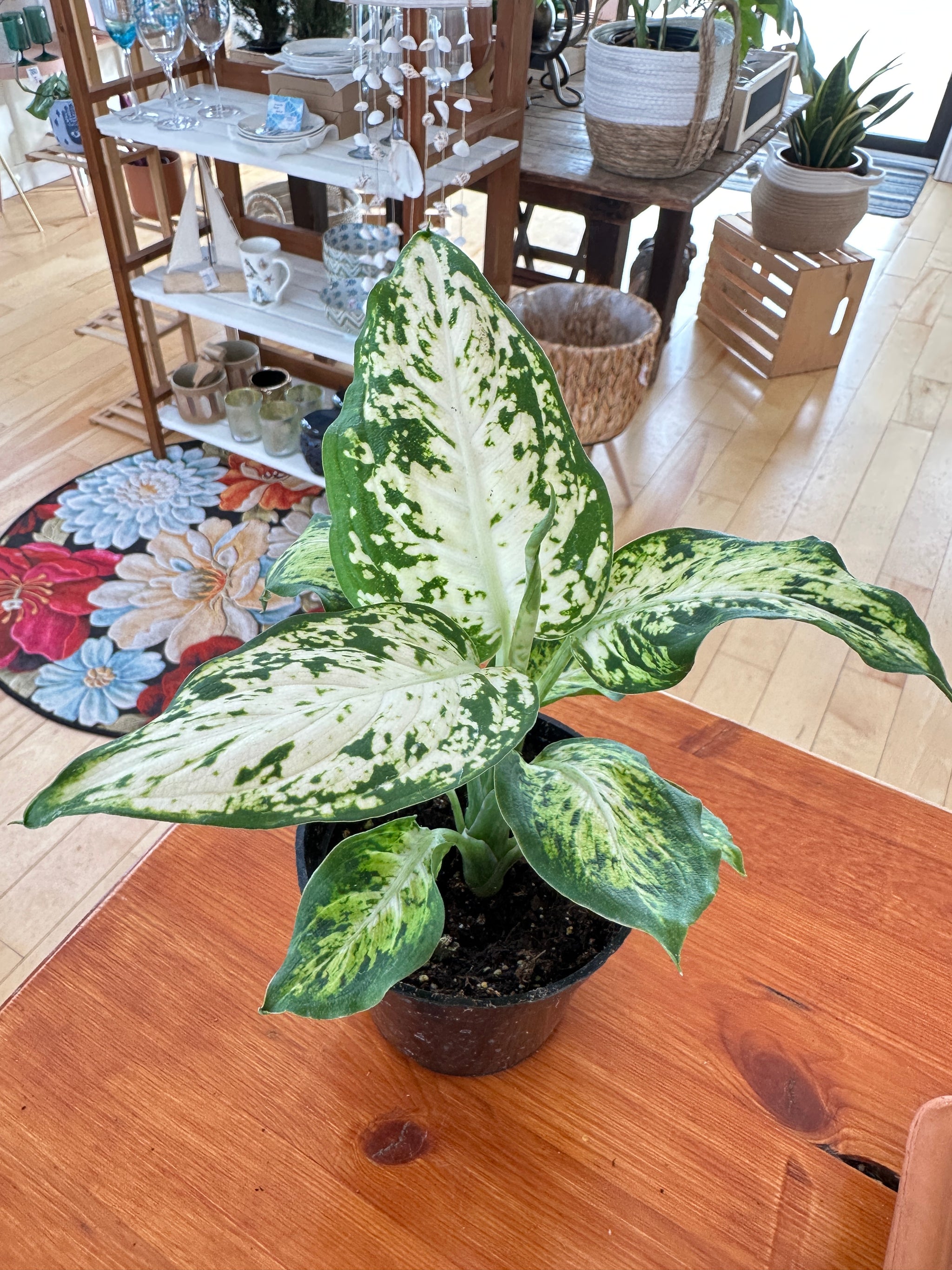 Dieffenbachia 'Compacta'