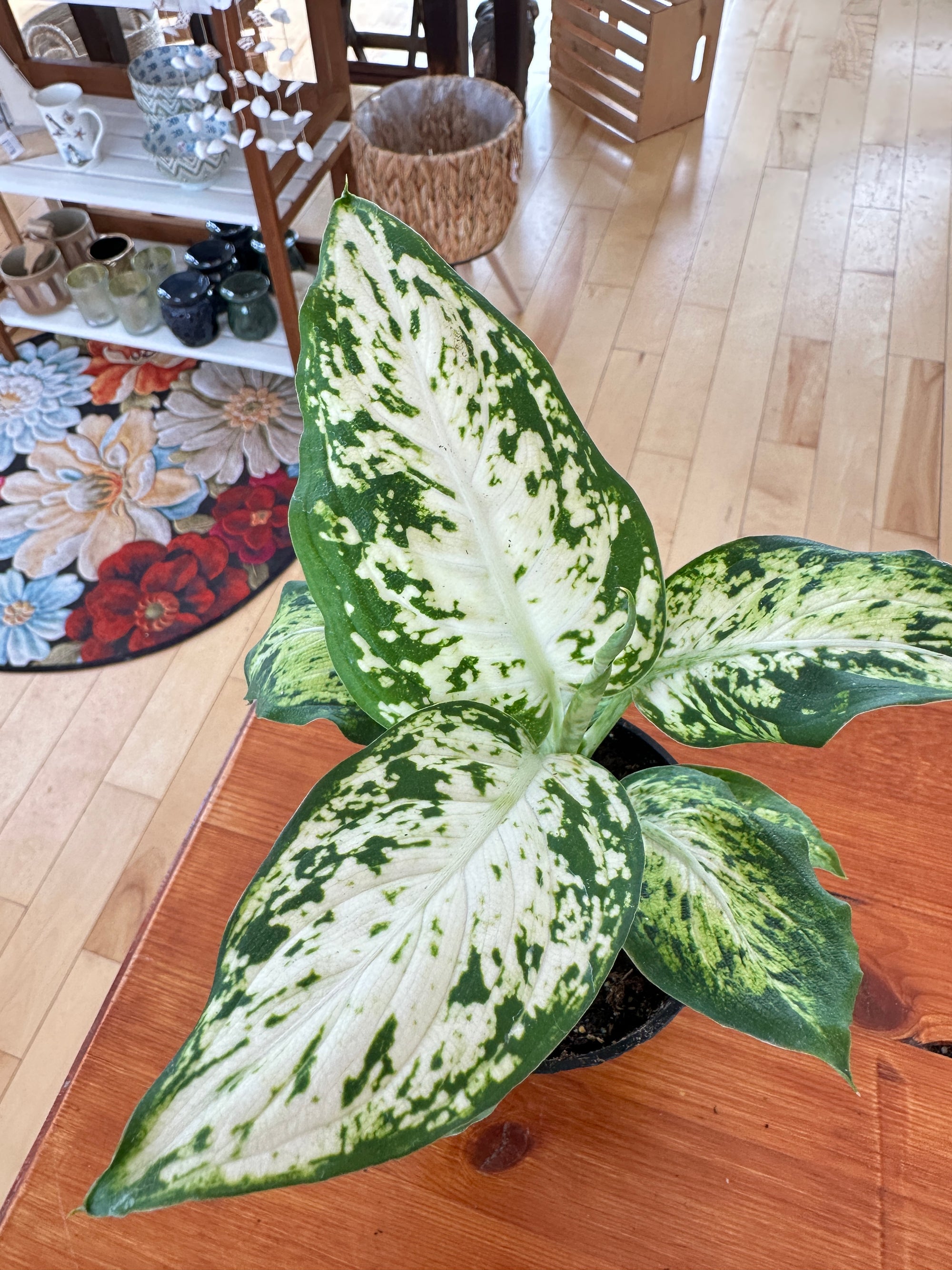 Dieffenbachia 'Compacta'