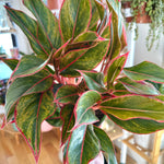 Aglaonema 'Red Creta'