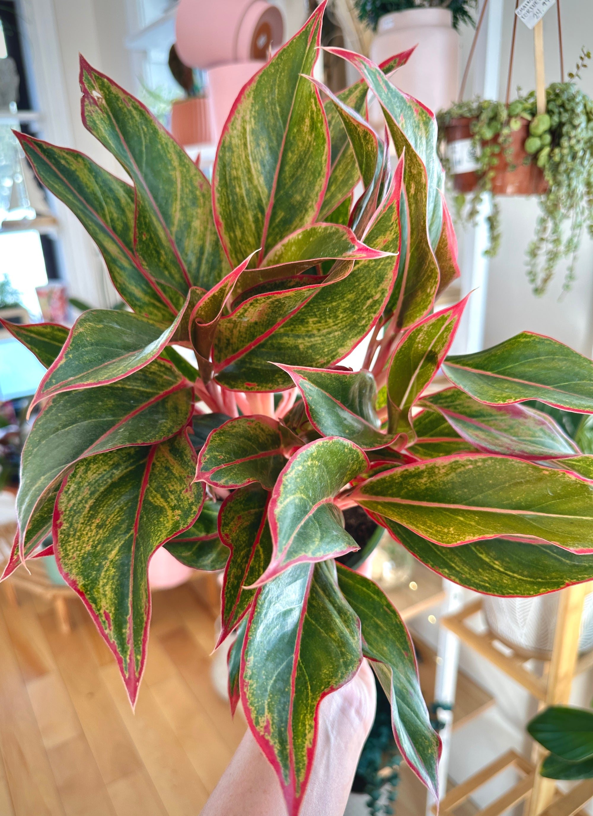 Aglaonema 'Red Creta'