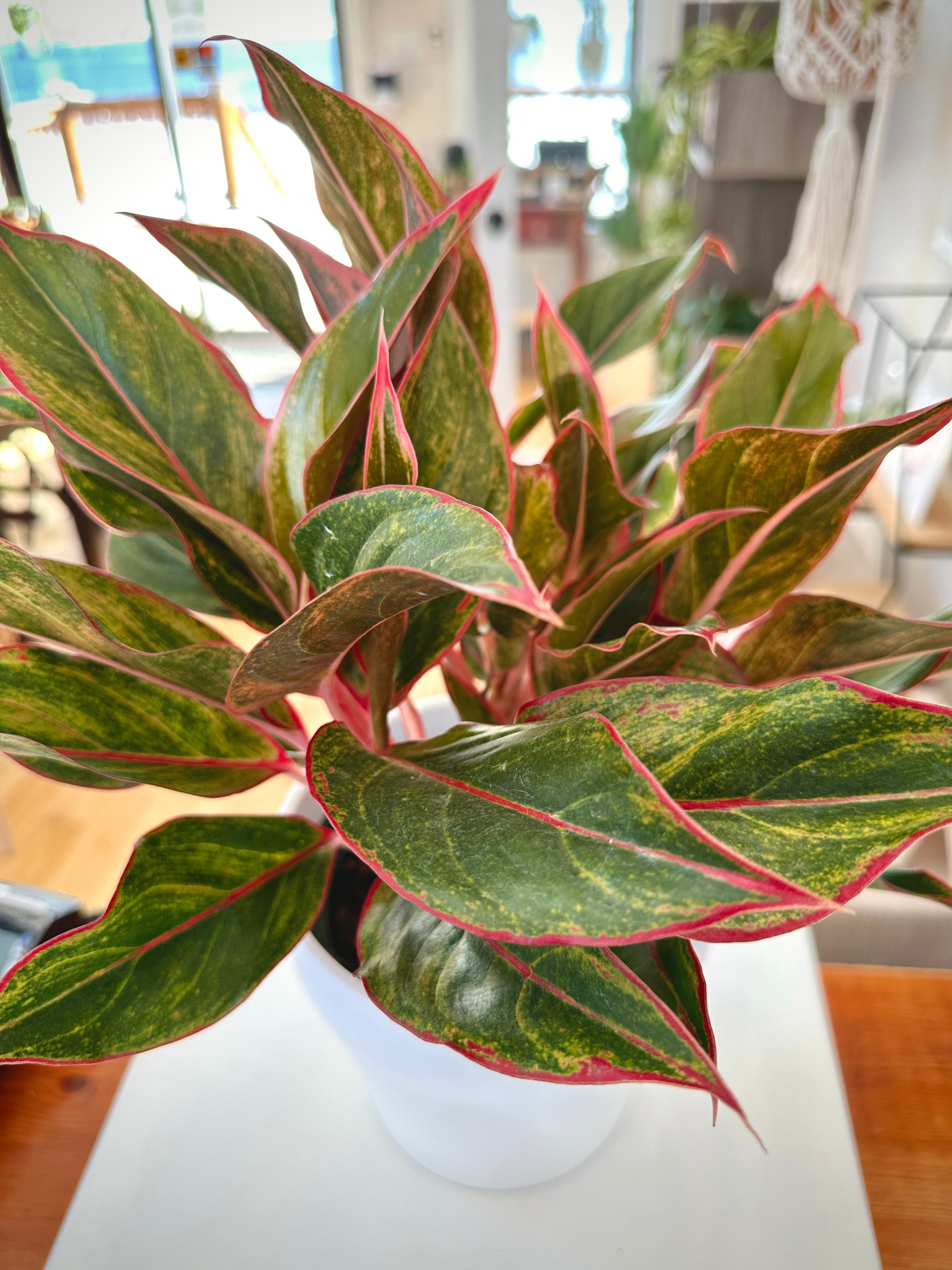 Aglaonema 'Red Creta'