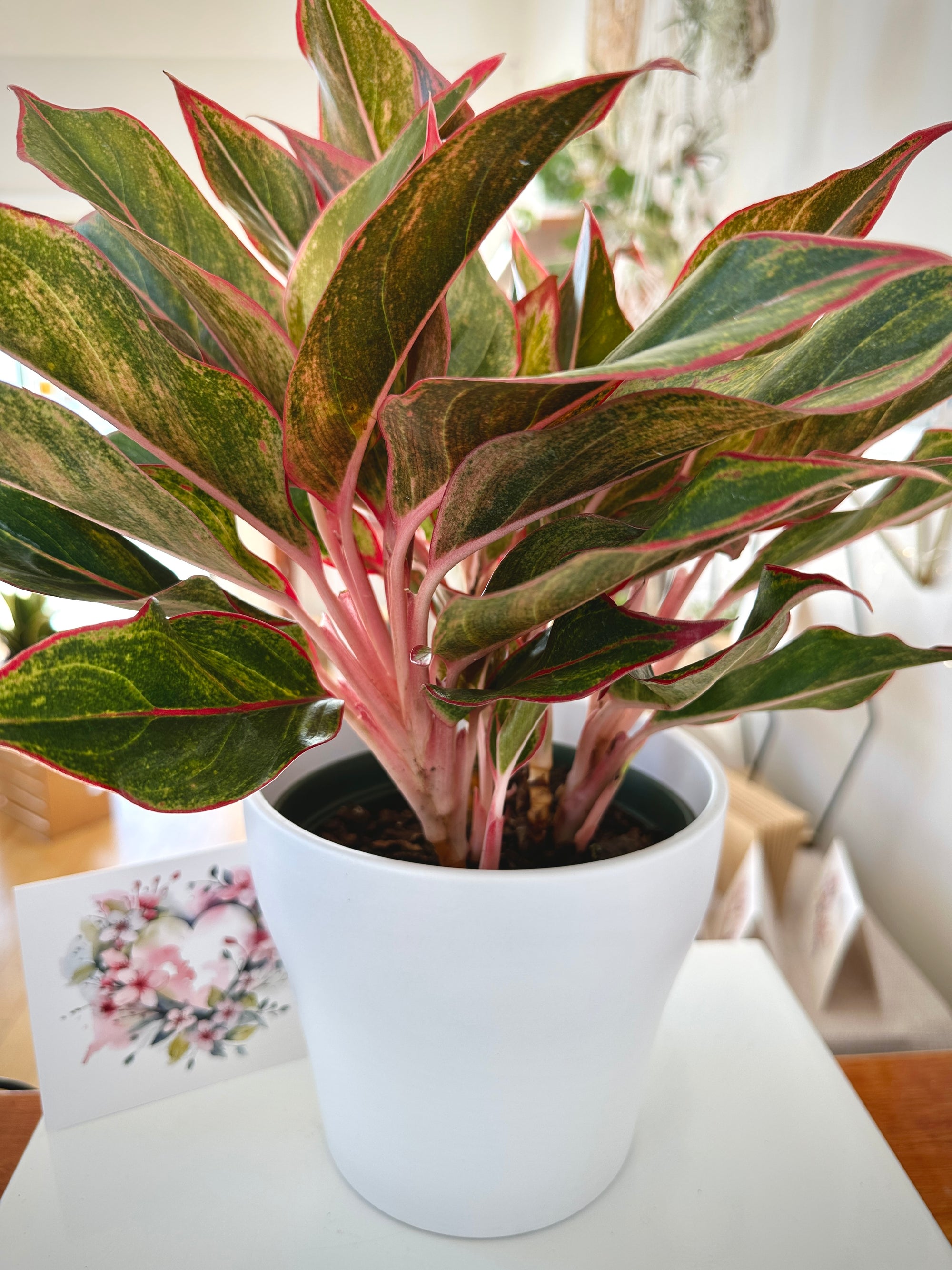 Aglaonema 'Red Creta'