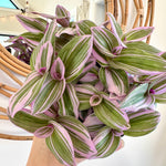 Tradescantia 'Nanouk'