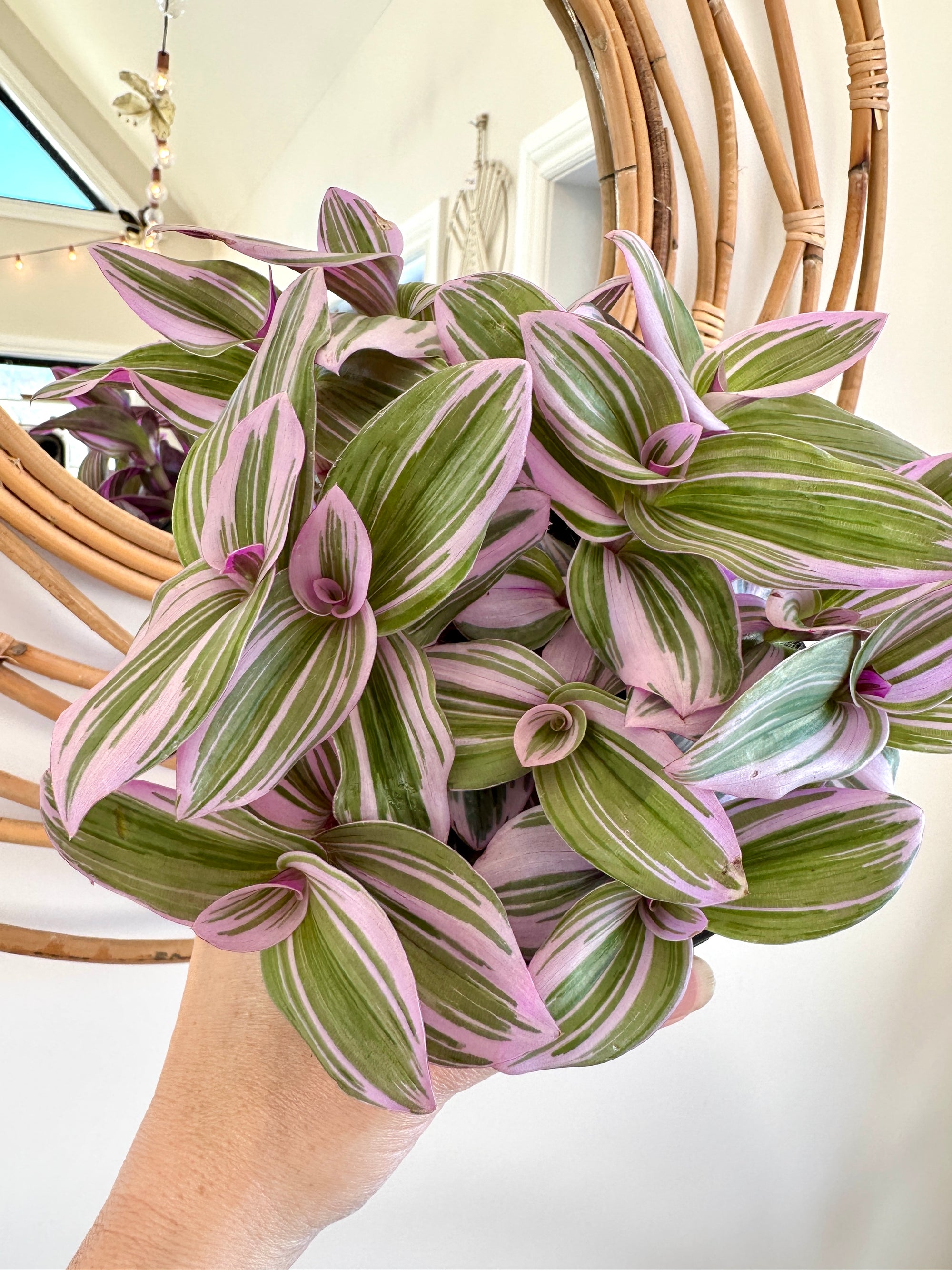 Tradescantia 'Nanouk'