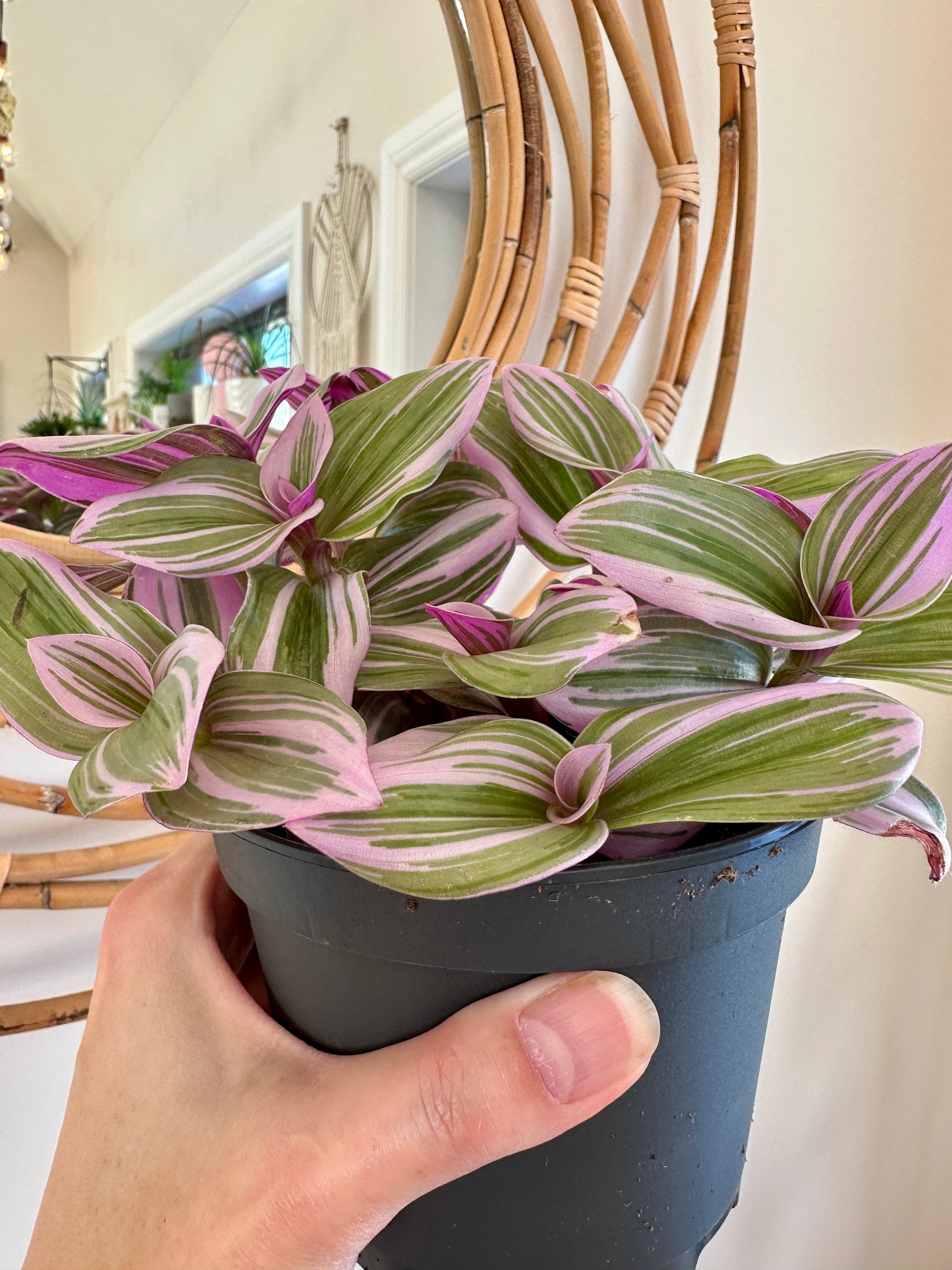 Tradescantia 'Nanouk'