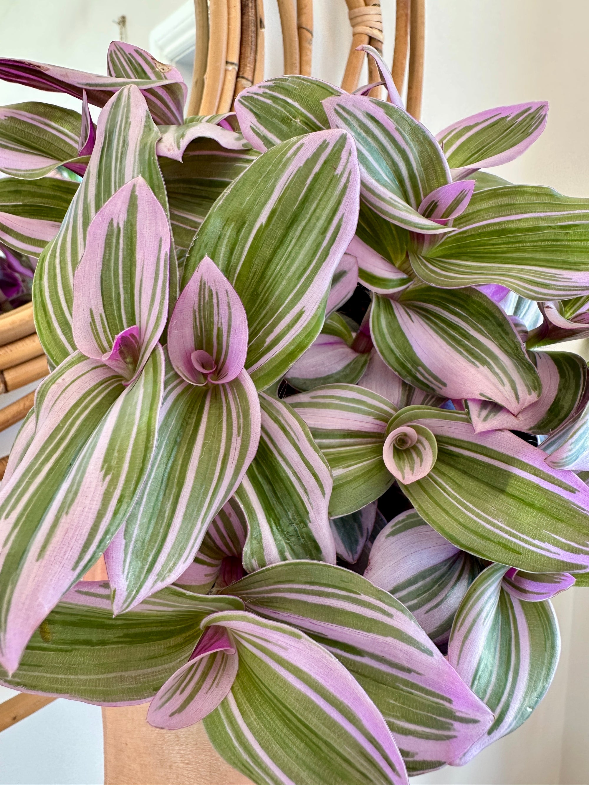 Tradescantia 'Nanouk'