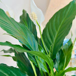 Spathiphyllum 'Lys de Paix'