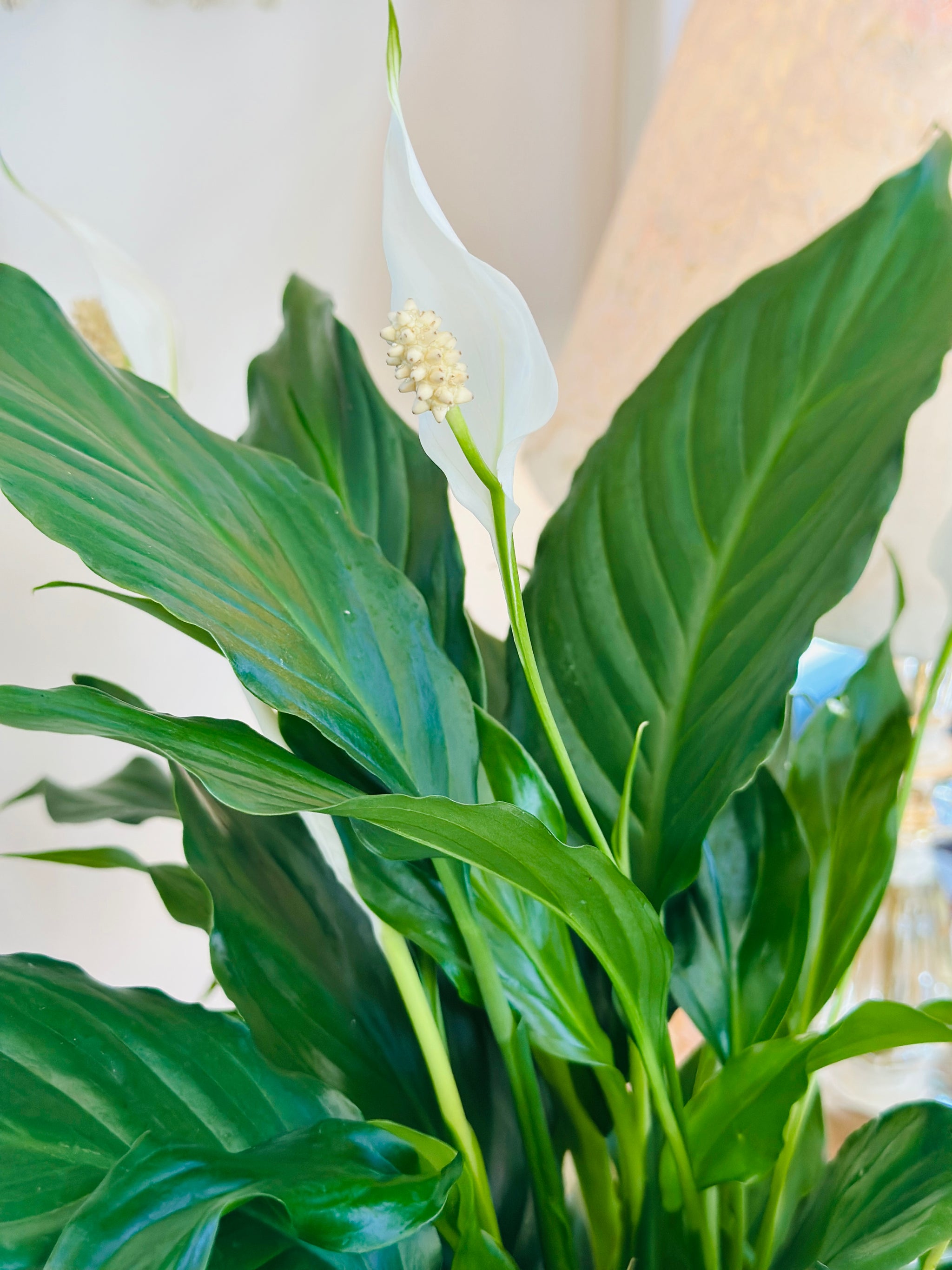 Spathiphyllum 'Lys de Paix'