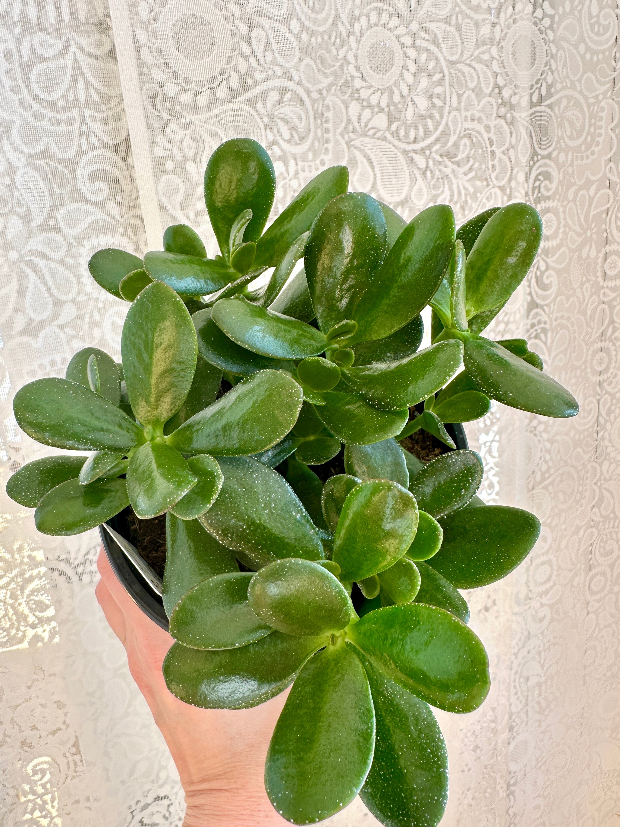 Crassula Ovata arbre de jade