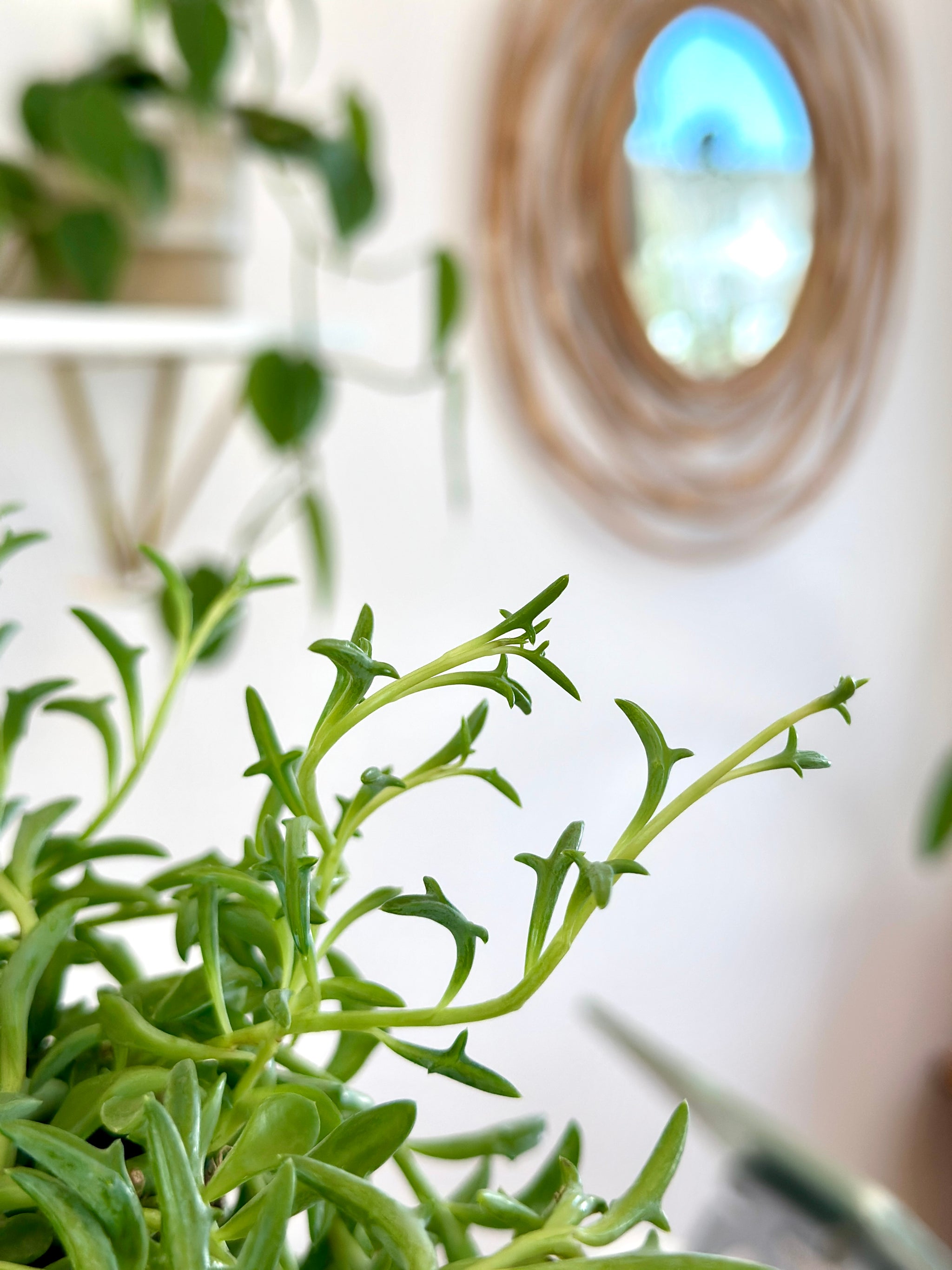 Senecio Peregrinus ‘Chaîne de daulphins’