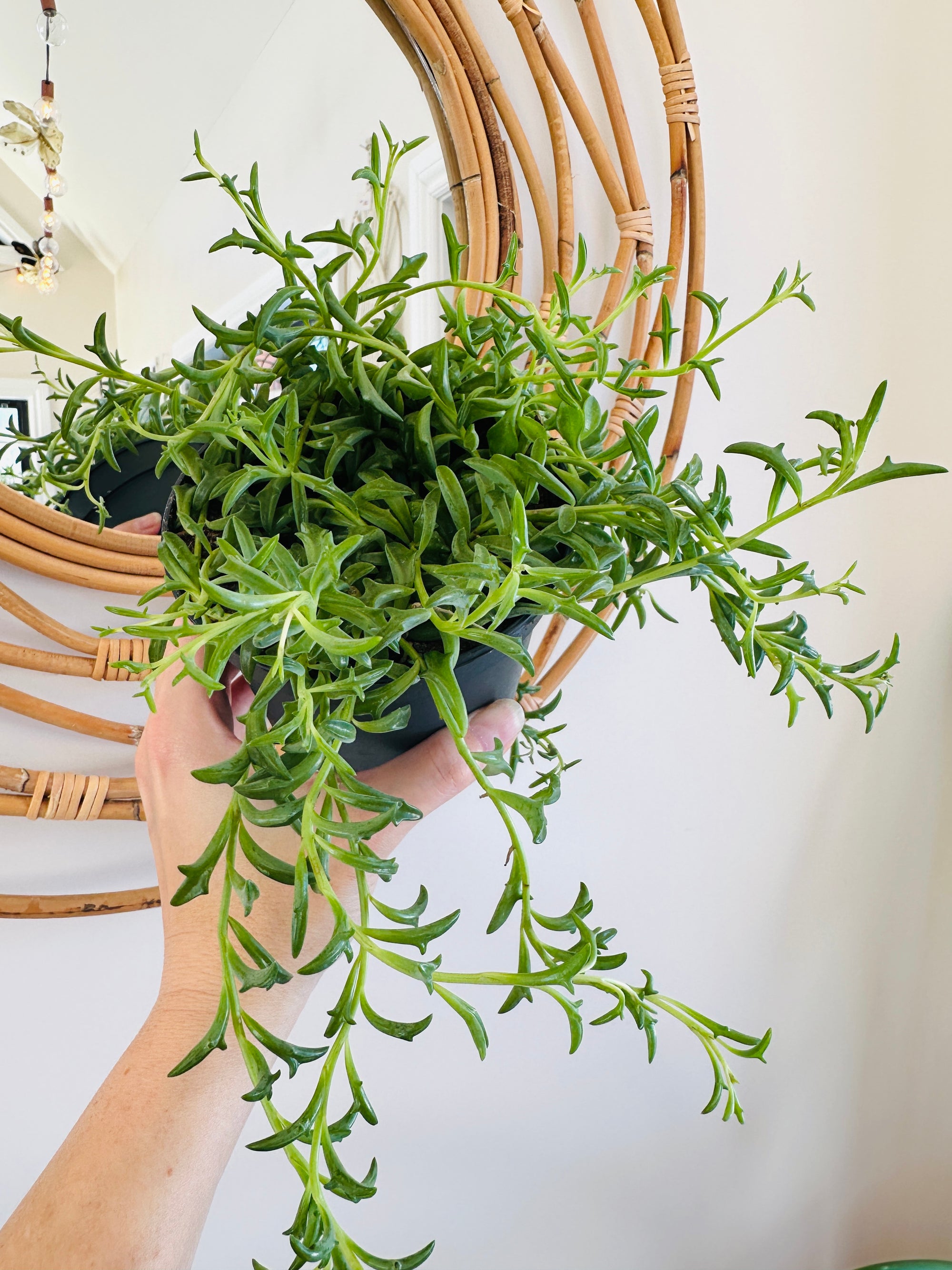 Senecio Peregrinus ‘Chaîne de daulphins’