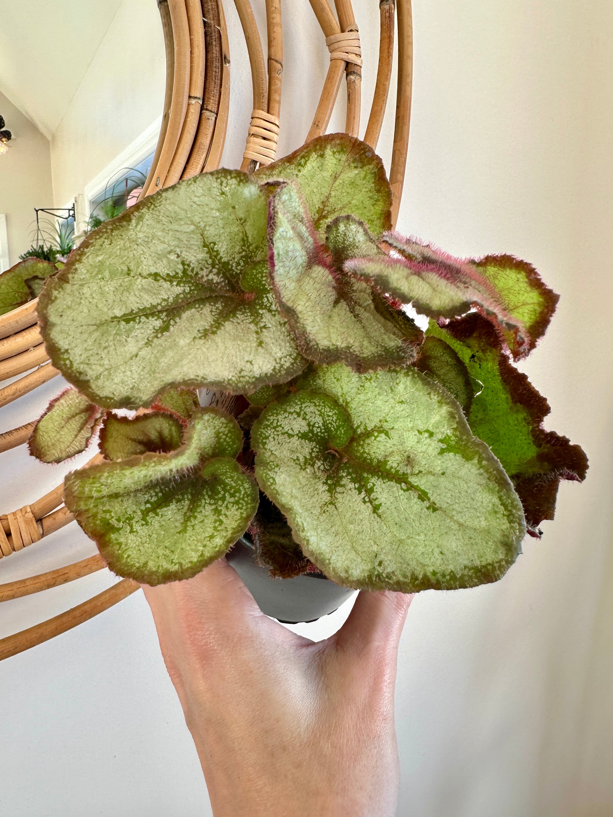 Begonia rex 'Escargot'