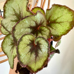 Begonia rex 'Escargot'