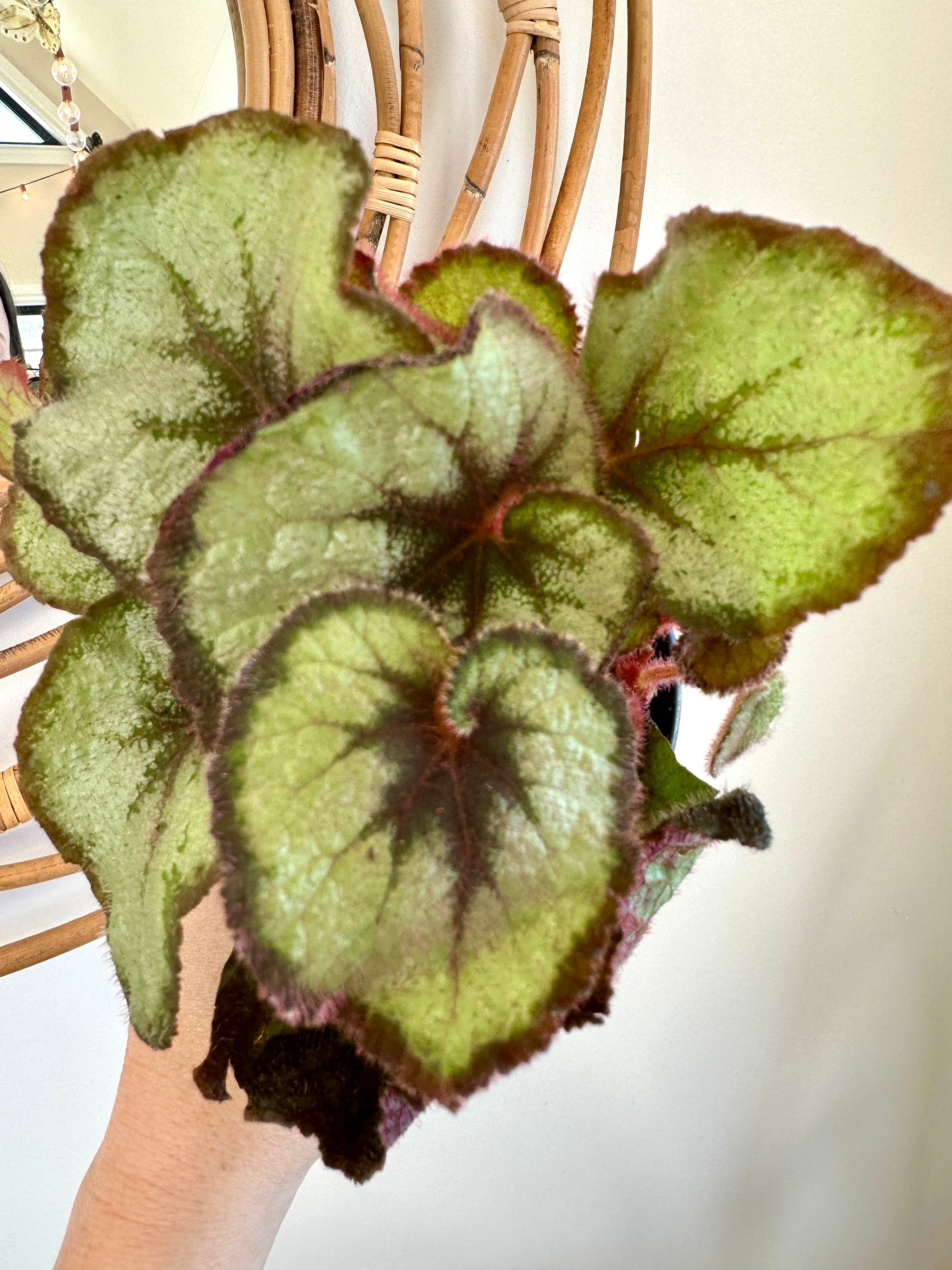 Begonia rex 'Escargot'