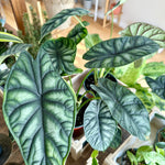 Alocasia baginda 'Dragon Scale'