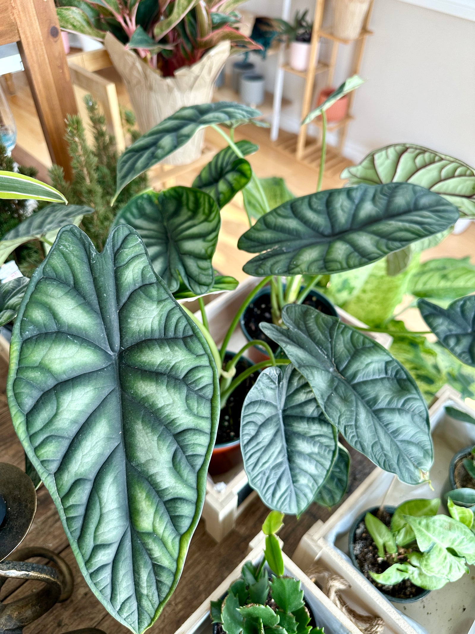 Alocasia baginda 'Dragon Scale'