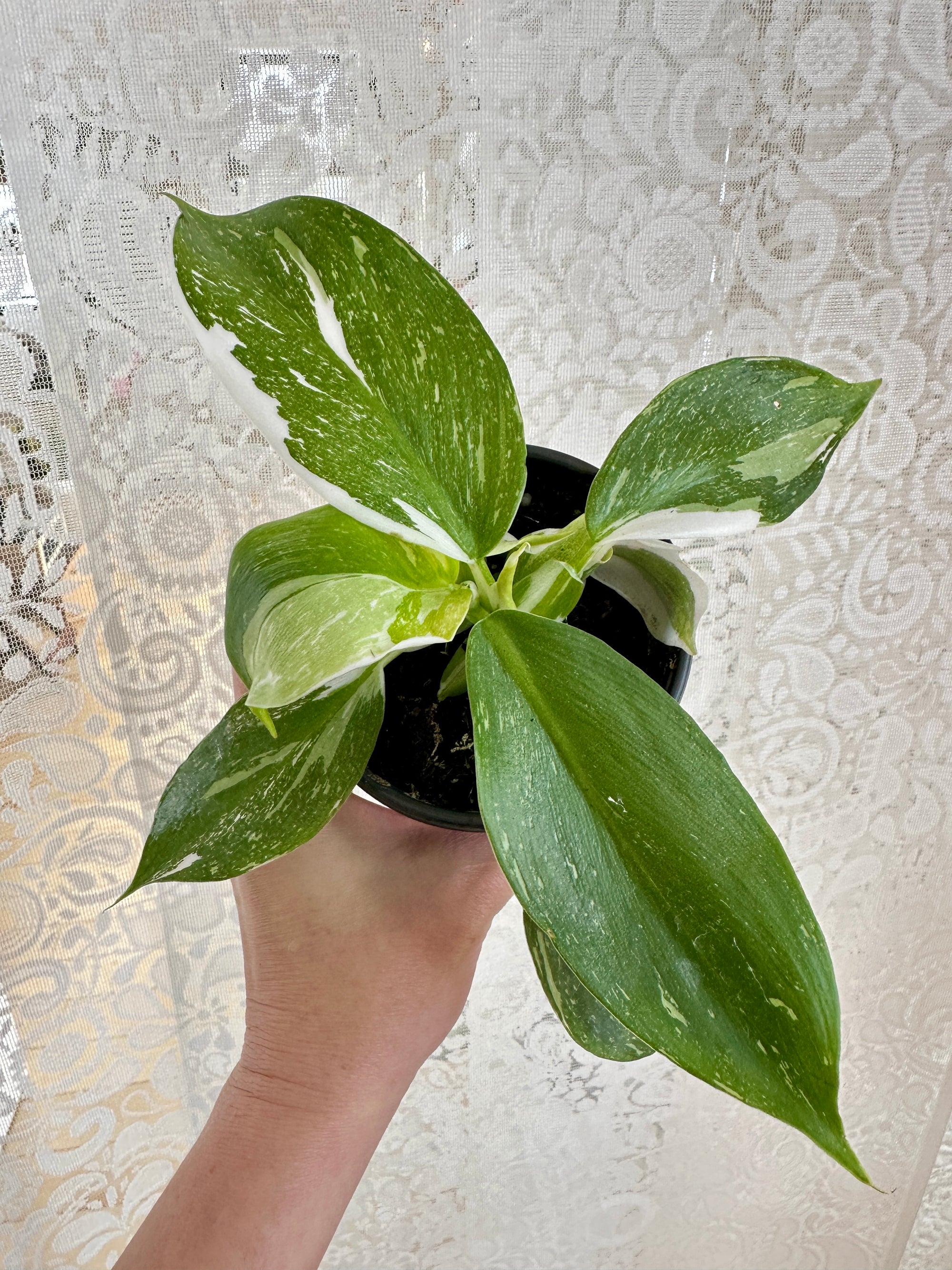 Philodendron 'White Princess'