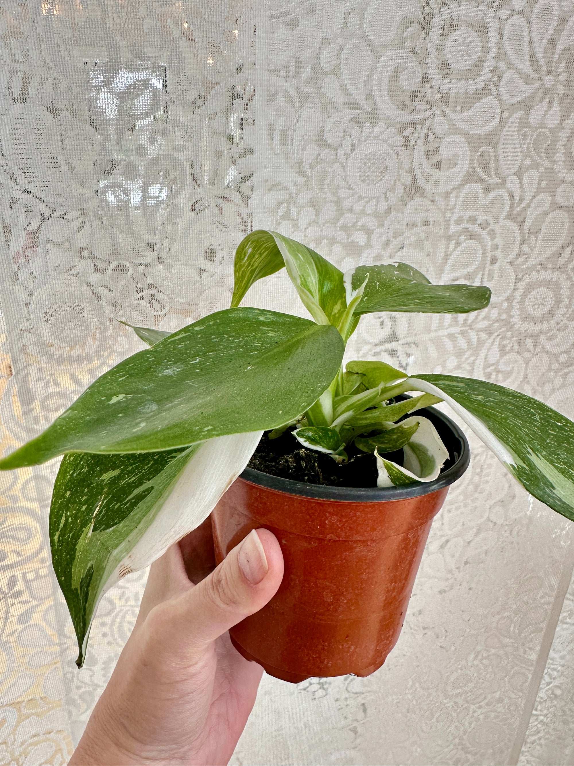 Philodendron 'White Princess'