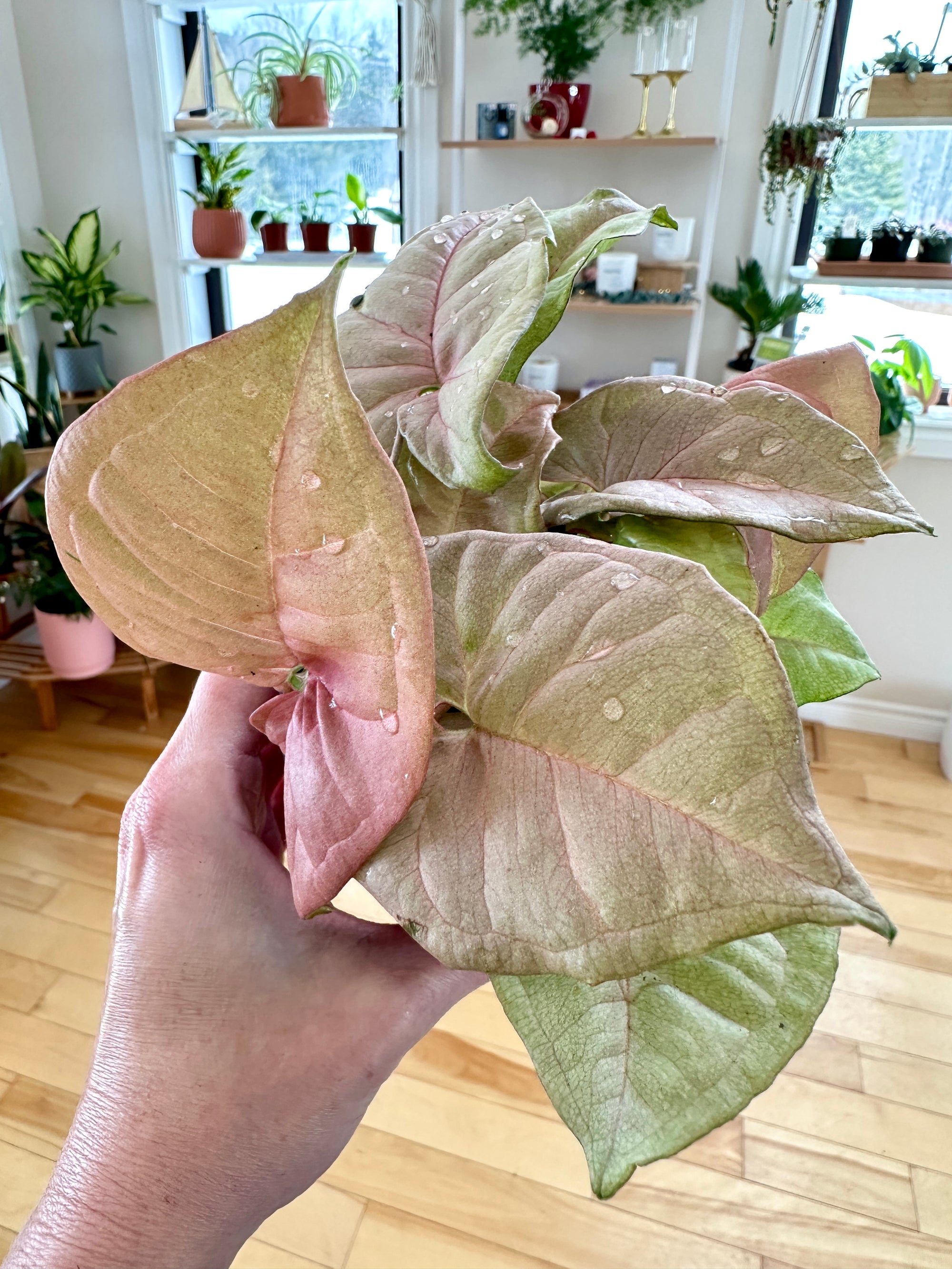 Syngonium 'Neon pink'