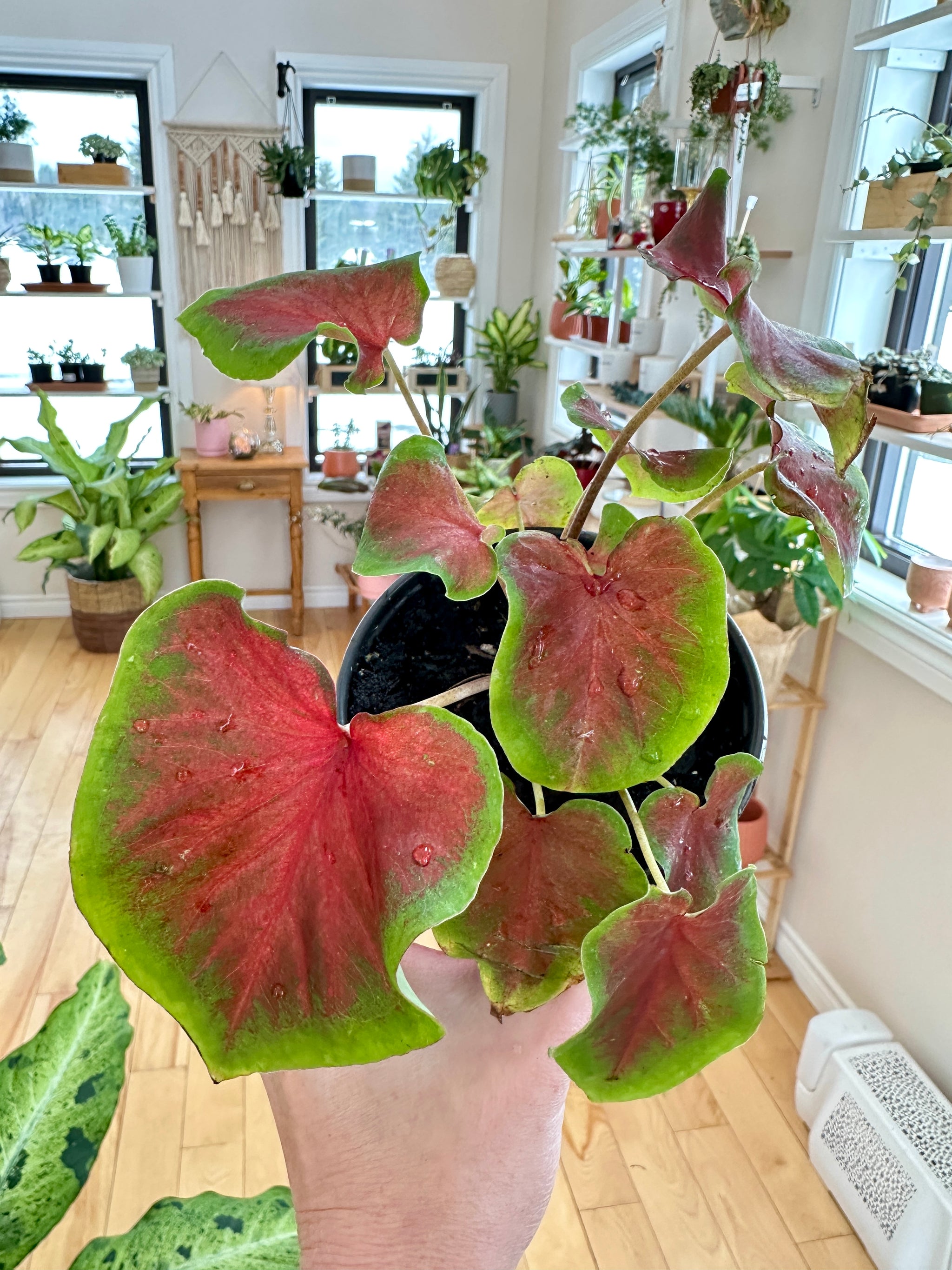 Caladium 4"