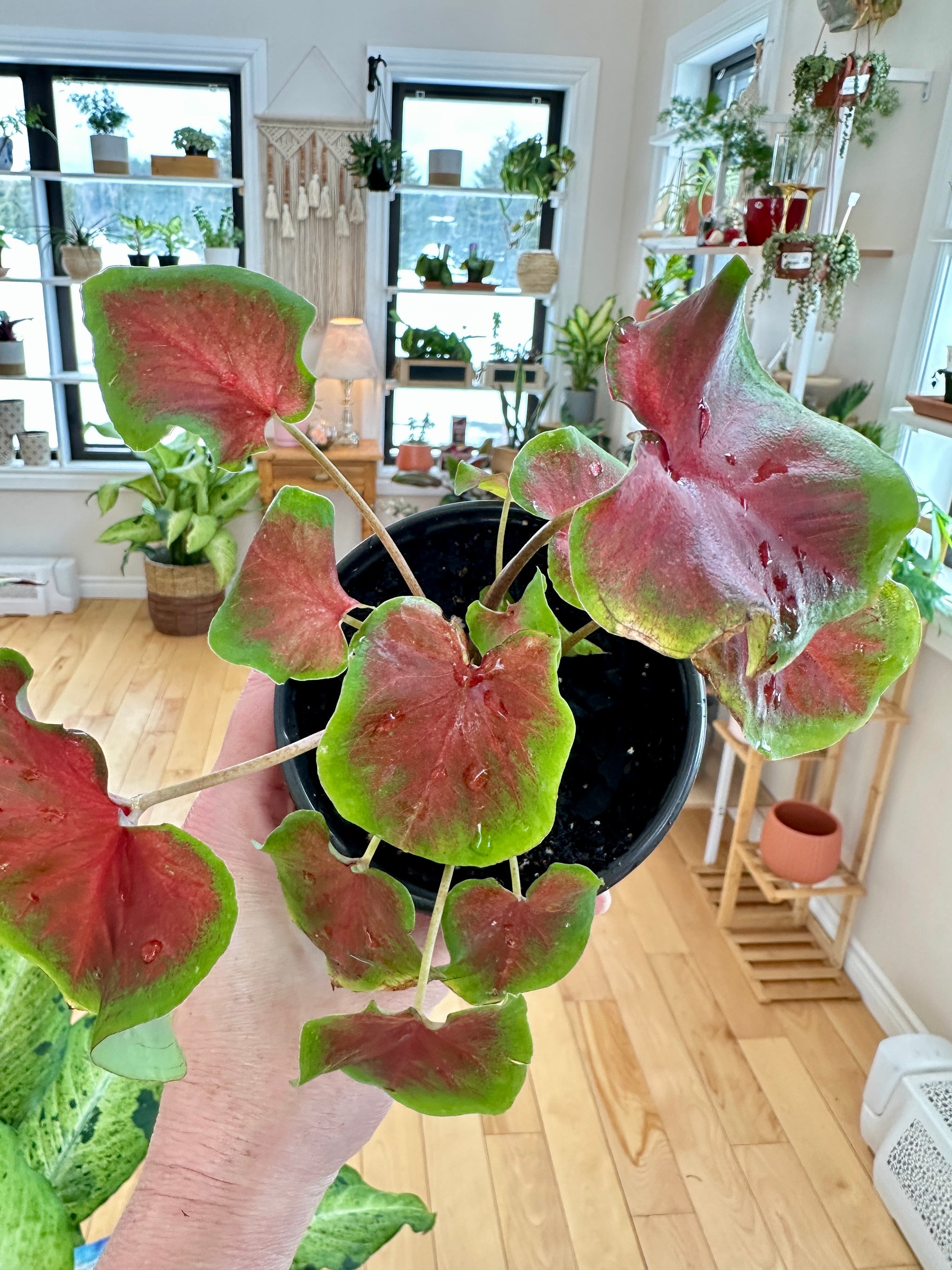 Caladium 4"