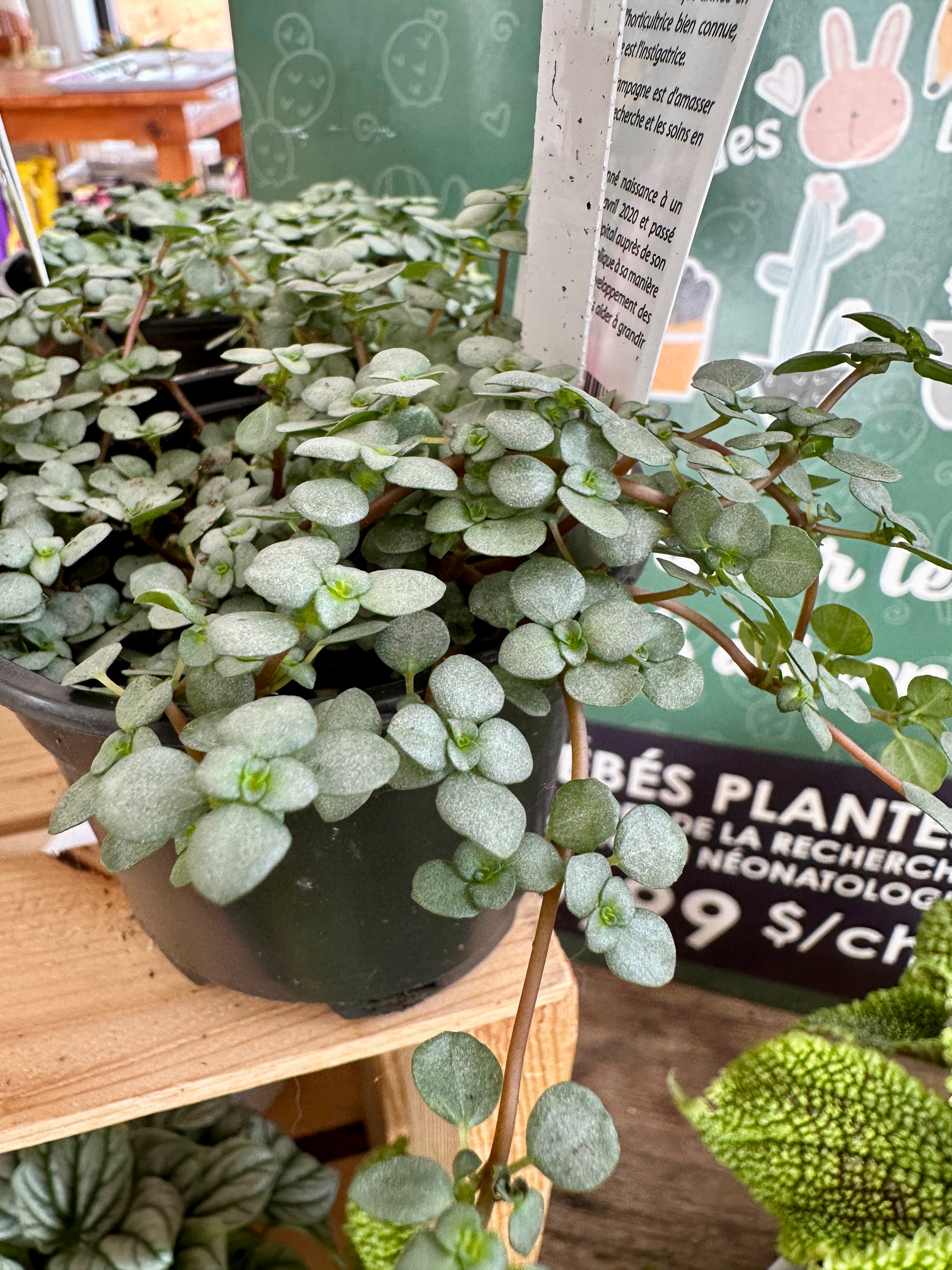 Les bébés plantes 3.5"