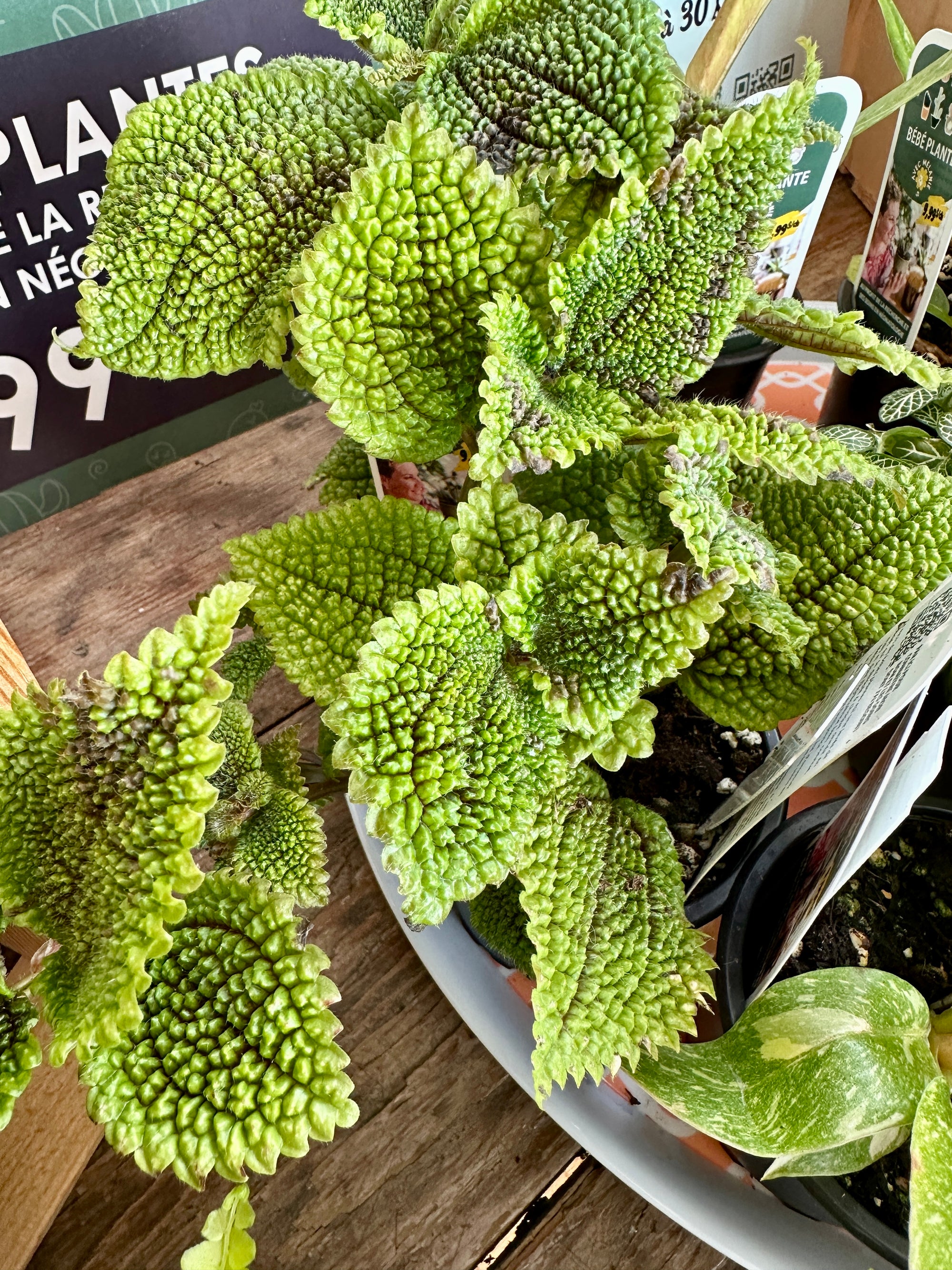 Les bébés plantes 3.5"