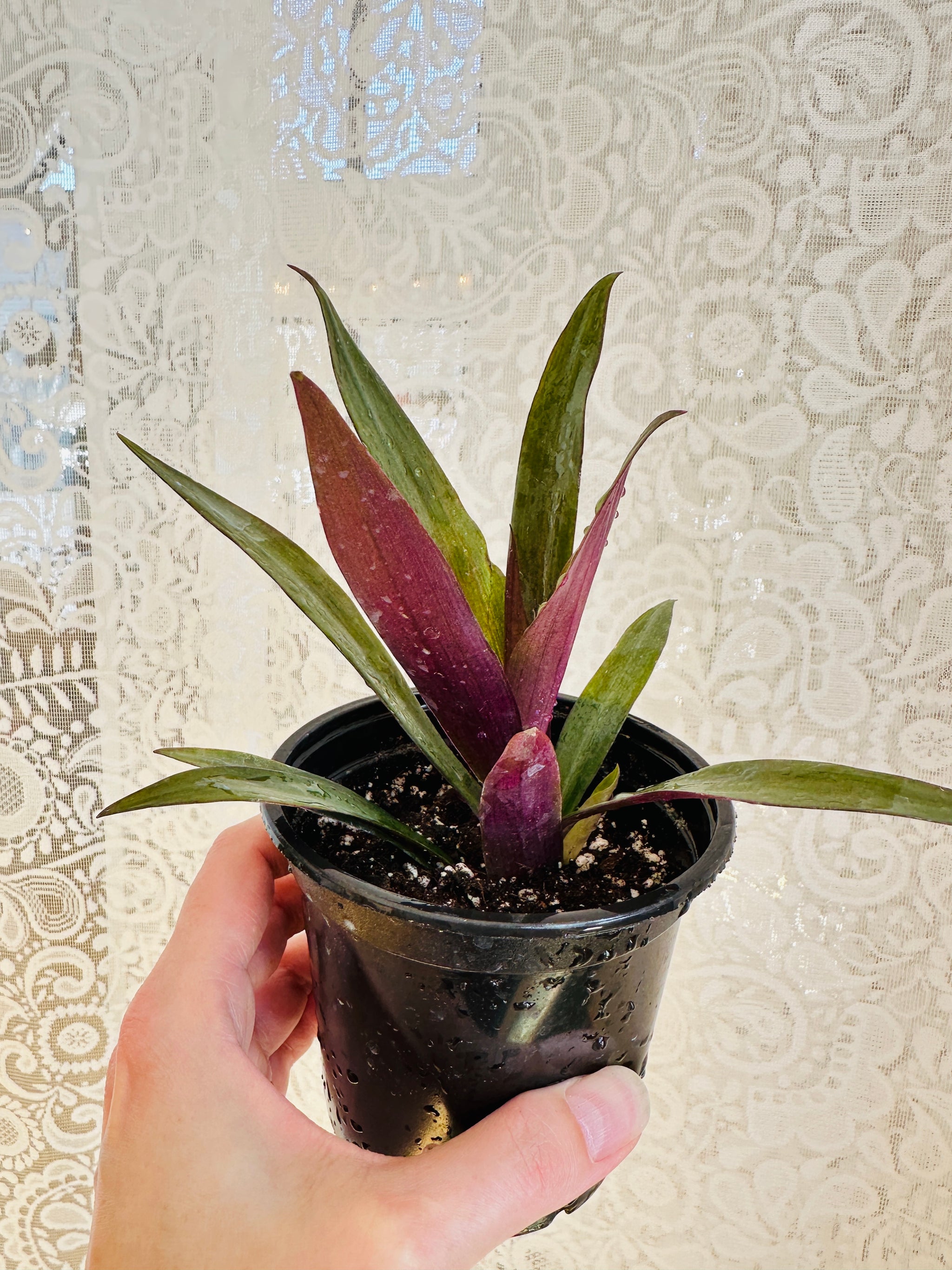 Tradescantia spathacea