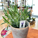 Lavandula "Lavender"