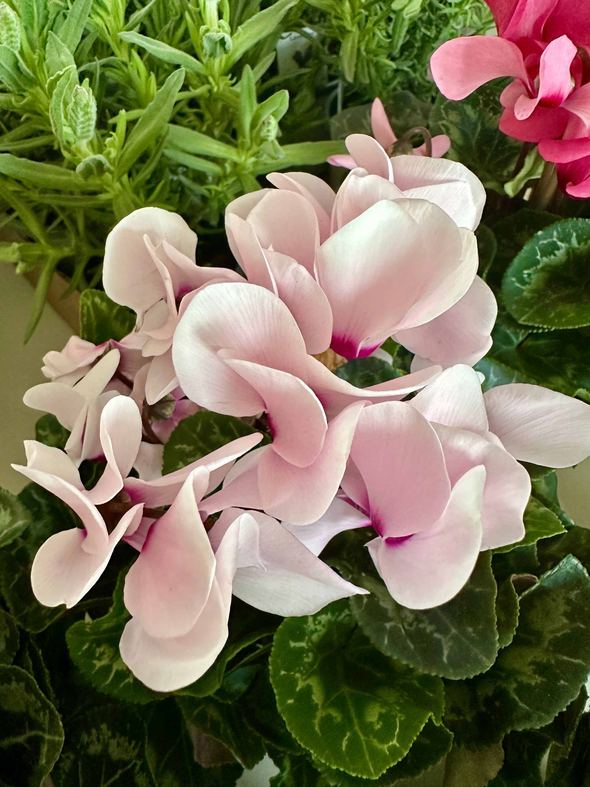 Cyclamen Persicum 4"