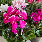 Cyclamen Persicum 4"