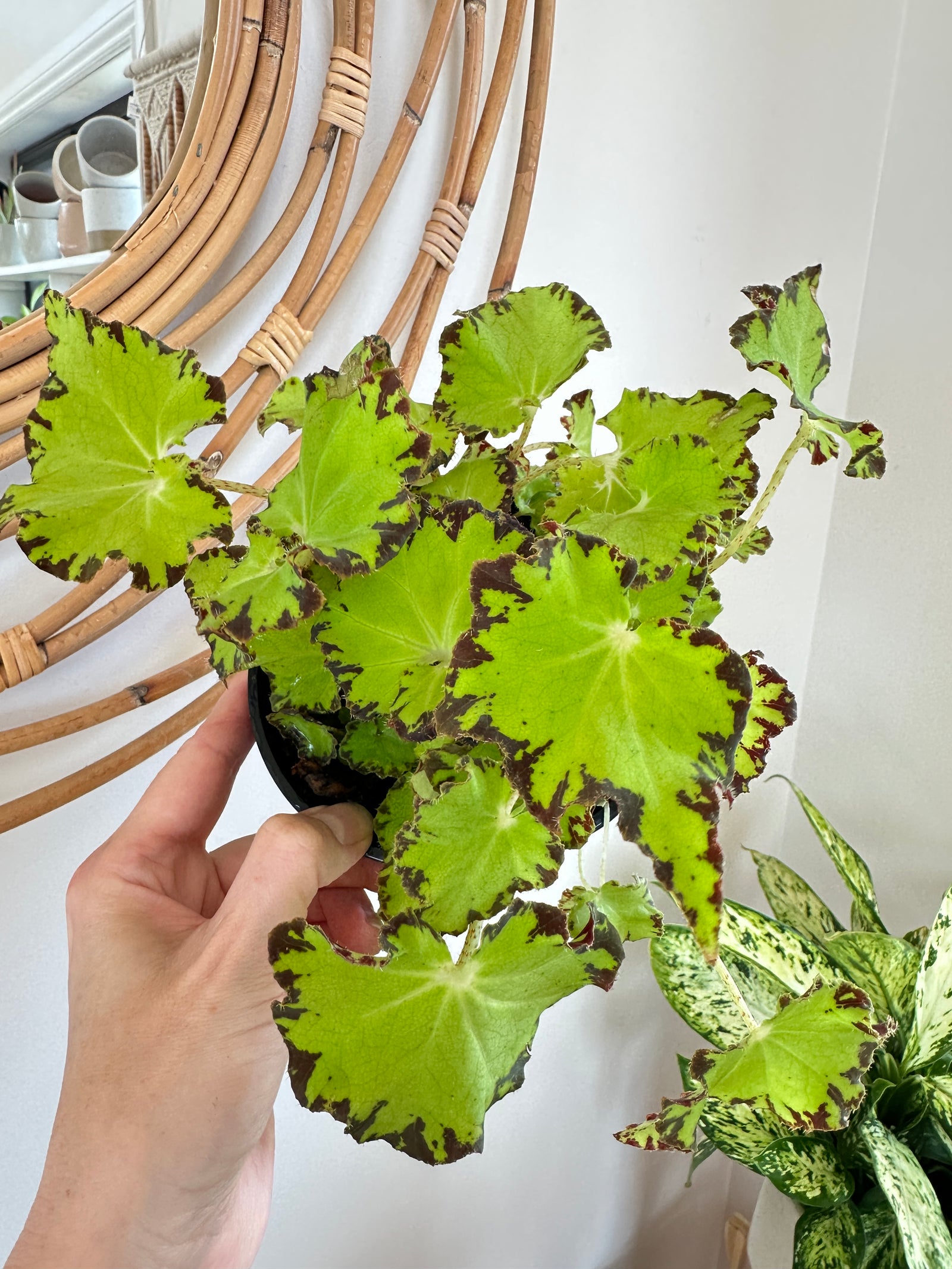 Bégonia Rex 'Jive' 5"