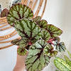 Bégonia Rex 'Fedor' 5"