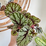 Bégonia Rex 'Fedor' 5"