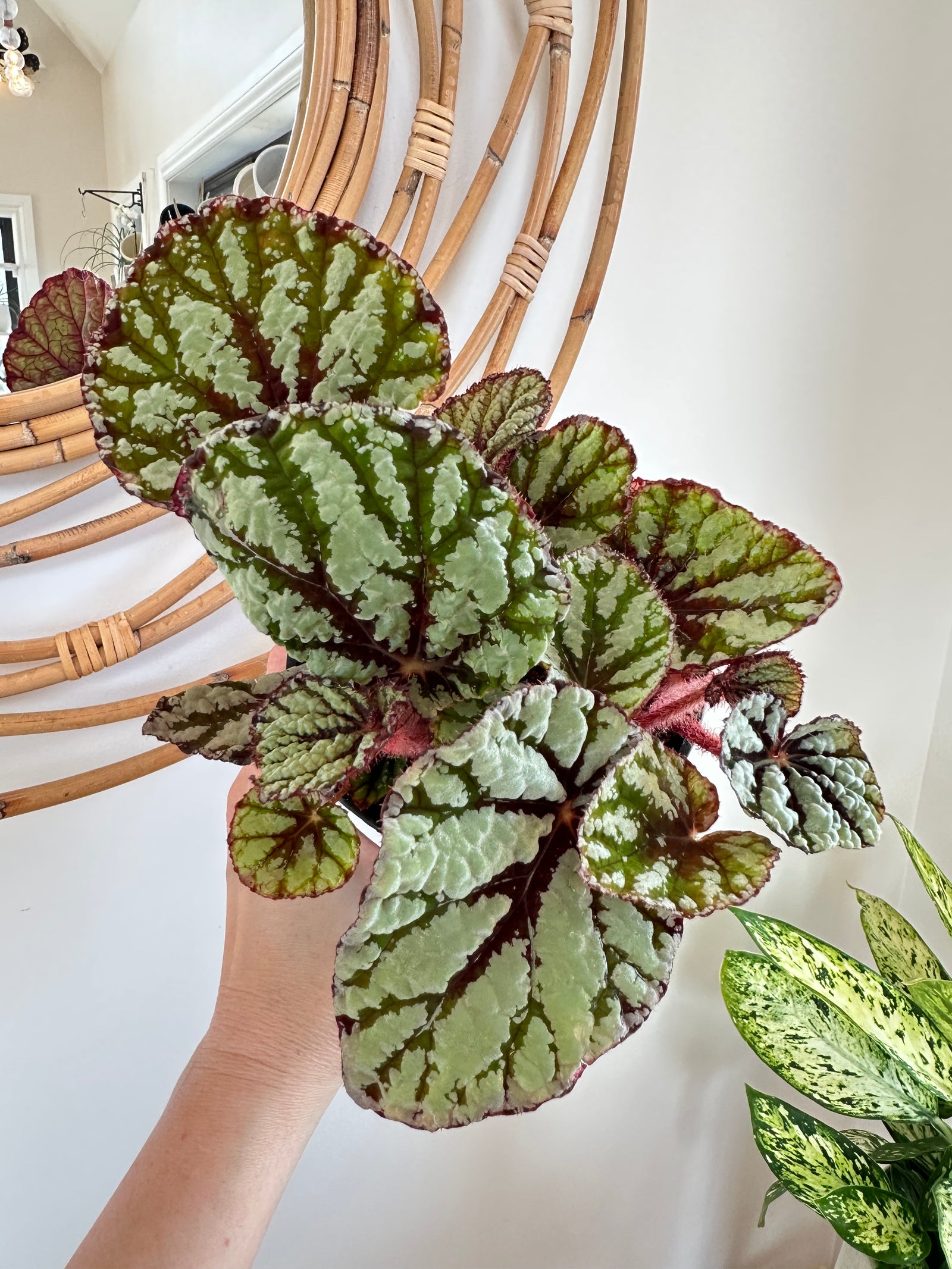Bégonia Rex 'Fedor' 5"