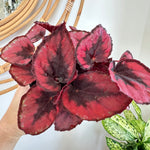 Bégonia Rex Jurassic Dino 'Black Tie' 5"