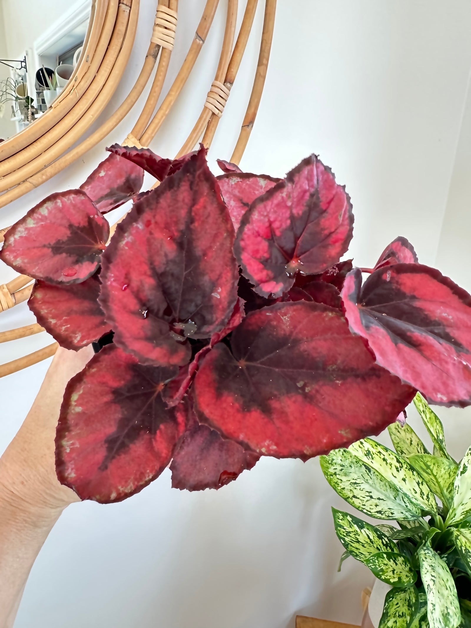 Bégonia Rex Jurassic Dino 'Black Tie' 5"