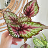 Bégonia Rex 'Salsa' 5"