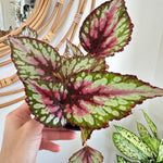 Bégonia Rex 'Salsa' 5"