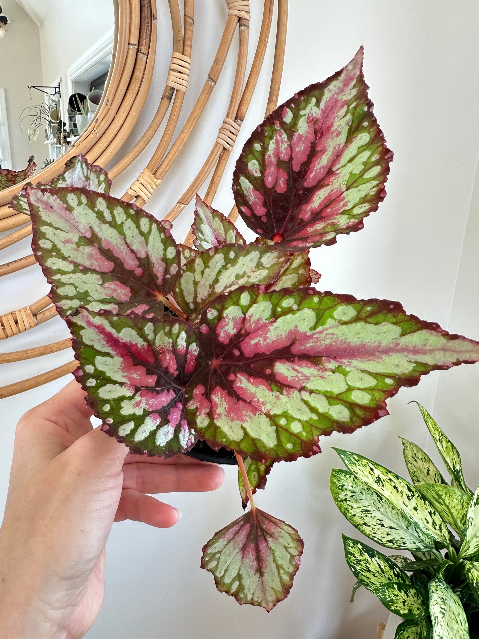 Bégonia Rex 'Salsa' 5"