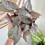 Bégonia Rex 'Silver Limbo' 5"