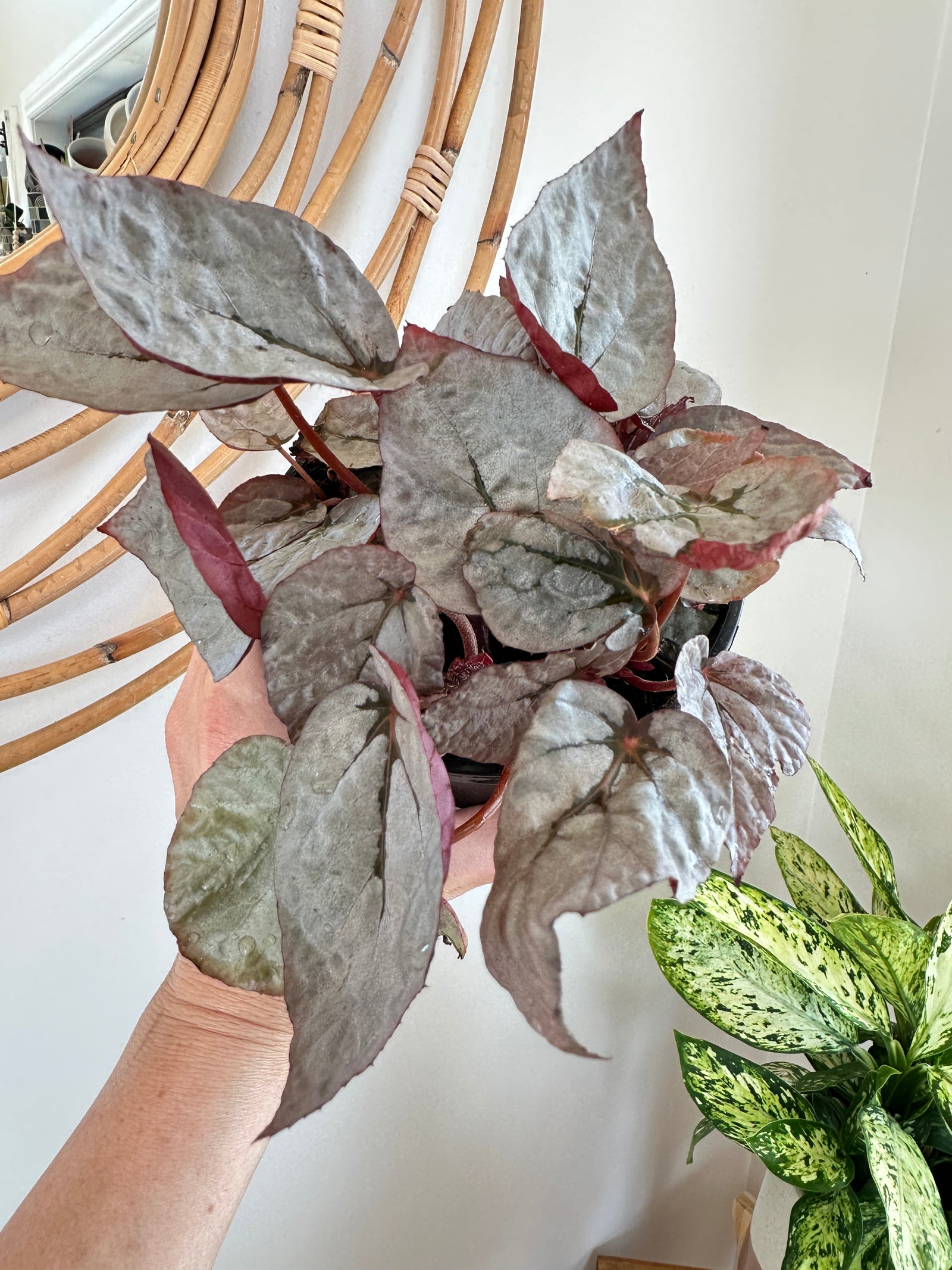 Bégonia Rex 'Silver Limbo' 5"