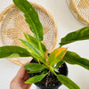 Philodendron 'Ring of fire' 4"