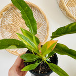 Philodendron 'Ring of fire' 4"