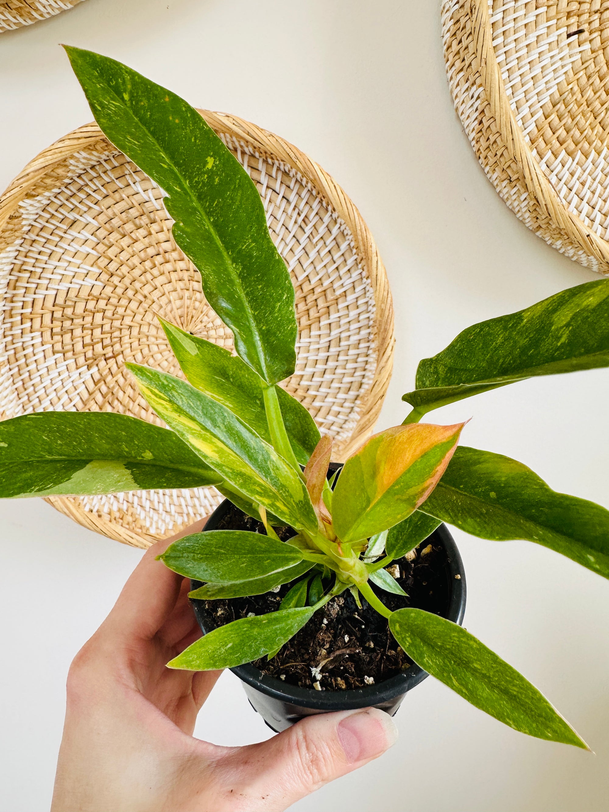 Philodendron 'Ring of fire' 4"