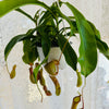 Nepenthes Alata